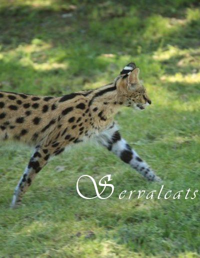 14482552 - serval
